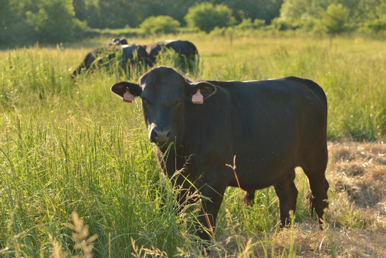Bio Farma & Penzion Zlaty Hyl Novacany Esterno foto