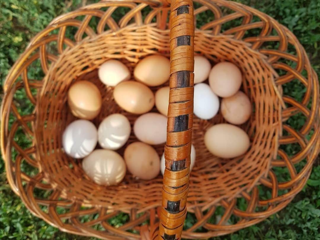 Bio Farma & Penzion Zlaty Hyl Novacany Esterno foto