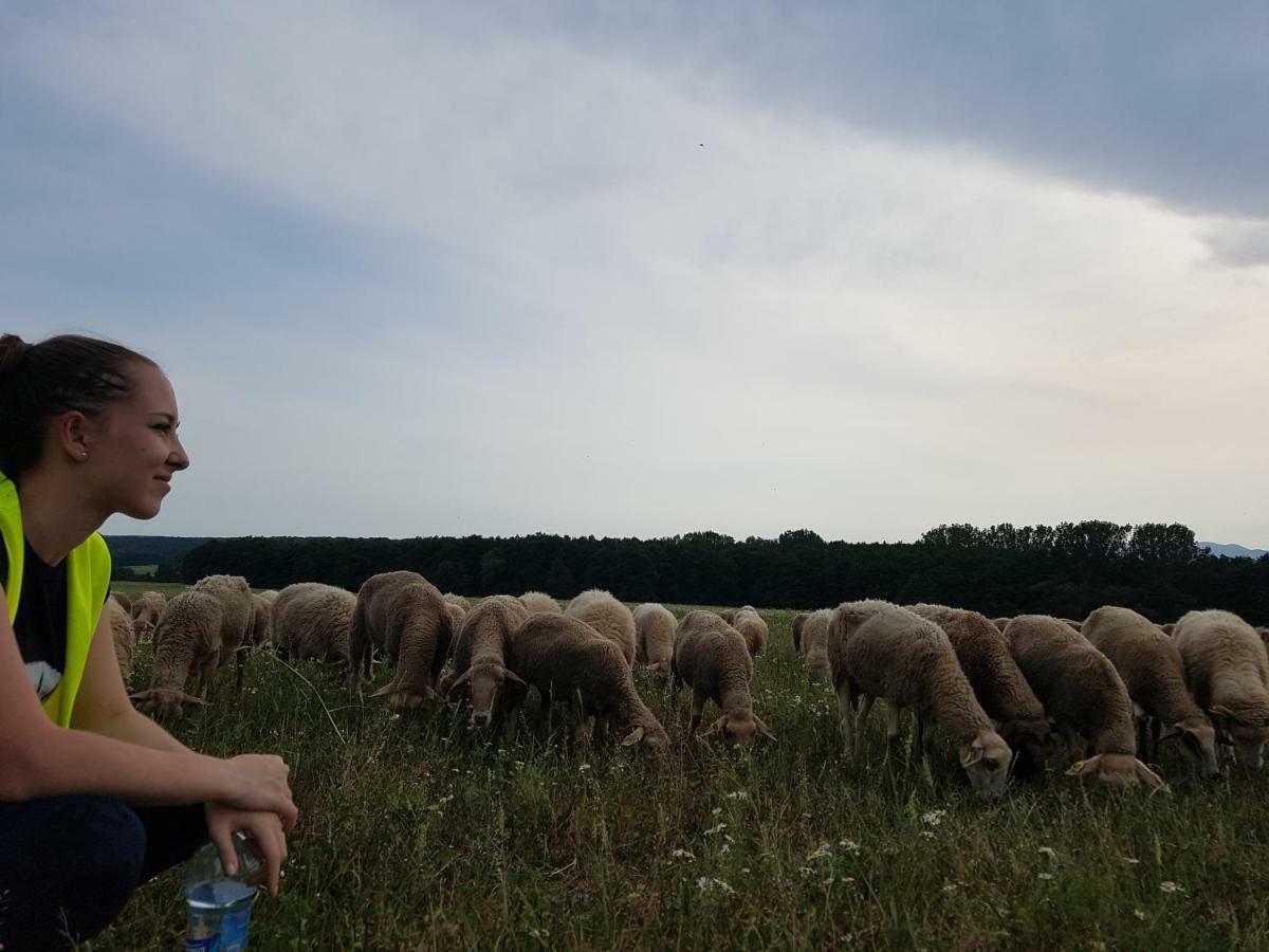 Bio Farma & Penzion Zlaty Hyl Novacany Esterno foto