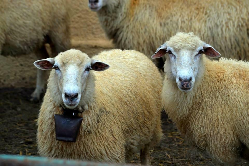Bio Farma & Penzion Zlaty Hyl Novacany Esterno foto