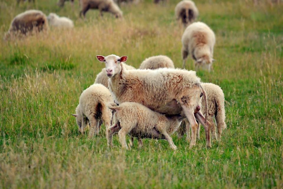 Bio Farma & Penzion Zlaty Hyl Novacany Esterno foto